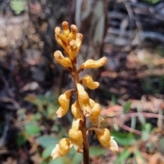 Gastrodia sesamoides at Tinderry, NSW - 28 Dec 2021