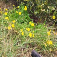 Coreopsis lanceolata at Katoomba, NSW - 6 Jan 2022