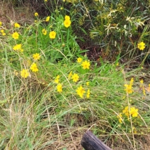 Coreopsis lanceolata at Katoomba, NSW - 6 Jan 2022