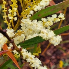 Acacia obtusifolia (Blunt leaf Wattle) at Katoomba, NSW - 6 Jan 2022 by trevorpreston