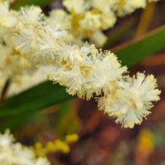 Acacia obtusifolia at Katoomba, NSW - 6 Jan 2022