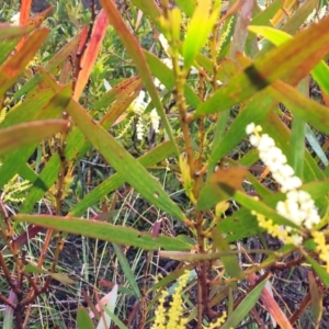 Acacia obtusifolia at Katoomba, NSW - 6 Jan 2022