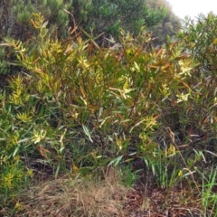 Acacia obtusifolia at Katoomba, NSW - 6 Jan 2022