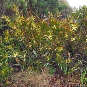 Acacia obtusifolia at Katoomba, NSW - 6 Jan 2022 04:33 PM