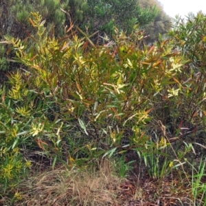 Acacia obtusifolia at Katoomba, NSW - 6 Jan 2022