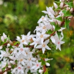 Epacris pulchella (Wallum Heath) at Katoomba, NSW - 6 Jan 2022 by trevorpreston