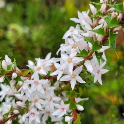 Epacris pulchella (Wallum Heath) at Katoomba, NSW - 6 Jan 2022 by trevorpreston