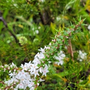 Epacris pulchella at Katoomba, NSW - 6 Jan 2022