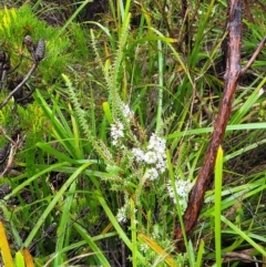 Epacris pulchella at Katoomba, NSW - 6 Jan 2022