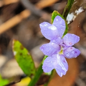 Dampiera stricta at Katoomba, NSW - 6 Jan 2022