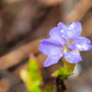 Dampiera stricta at Katoomba, NSW - 6 Jan 2022 04:37 PM