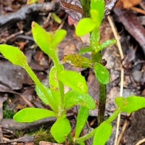 Dampiera stricta at Katoomba, NSW - 6 Jan 2022 04:37 PM