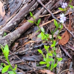 Dampiera stricta at Katoomba, NSW - 6 Jan 2022 04:37 PM