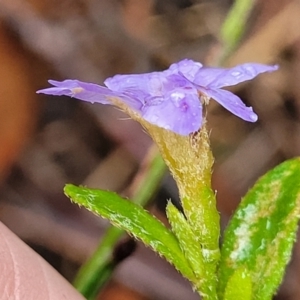 Dampiera stricta at Katoomba, NSW - 6 Jan 2022