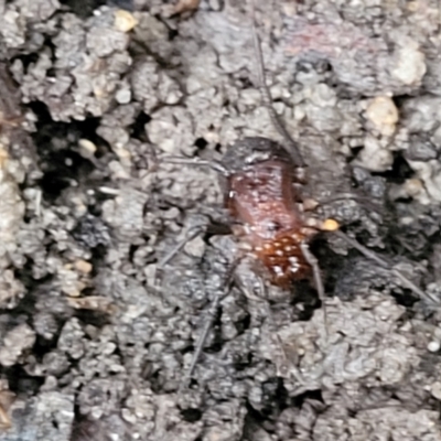 Unidentified Harvestman (Opiliones) at Katoomba, NSW - 6 Jan 2022 by trevorpreston