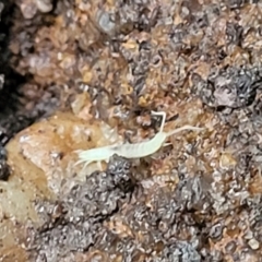 Unidentified Symphyla (Garden Centipede) at Katoomba, NSW - 6 Jan 2022 by tpreston