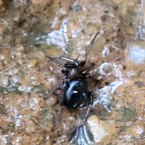 Steatoda sp. (genus) at Katoomba, NSW - 6 Jan 2022 04:45 PM