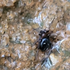 Steatoda sp. (genus) at Katoomba, NSW - 6 Jan 2022 04:45 PM