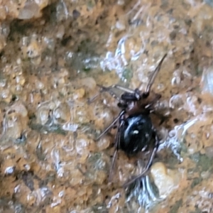 Steatoda sp. (genus) at Katoomba, NSW - 6 Jan 2022 04:45 PM