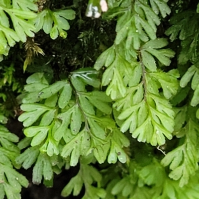 Hymenophyllum sp. at Katoomba, NSW - 6 Jan 2022 by trevorpreston