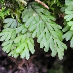 Hymenophyllum sp. at suppressed - suppressed