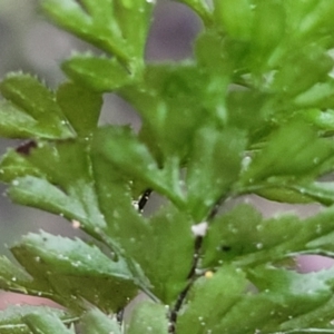 Hymenophyllum sp. at suppressed - suppressed