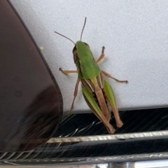 Praxibulus sp. (genus) (A grasshopper) at Tennent, ACT - 5 Jan 2022 by KMcCue