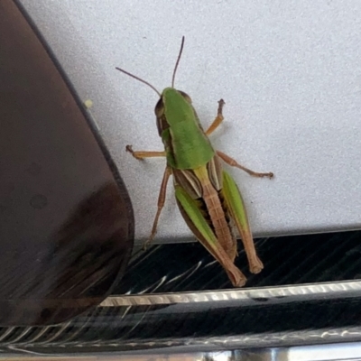 Praxibulus sp. (genus) (A grasshopper) at Namadgi National Park - 5 Jan 2022 by KMcCue