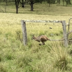 Notamacropus rufogriseus (Red-necked Wallaby) at Bingie, NSW - 26 Dec 2021 by George