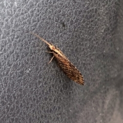 Unidentified Brown Lacewing (Hemerobiidae) (TBC) at Tennent, ACT - 4 Jan 2022 by KMcCue