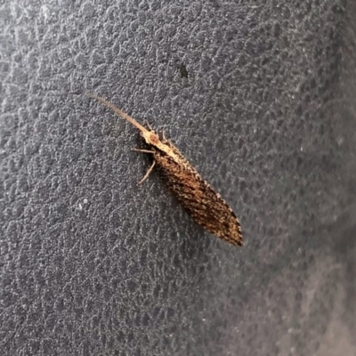 Oedosmylus tasmaniensis (Lacewing) at Namadgi National Park - 4 Jan 2022 by KMcCue