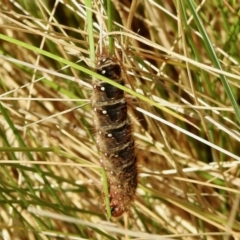 Pterolocera (genus) (Antheliid moth) at Cotter River, ACT - 4 Jan 2022 by KMcCue