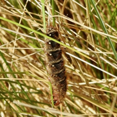 Pterolocera (genus) (Antheliid moth) at Cotter River, ACT - 4 Jan 2022 by KMcCue