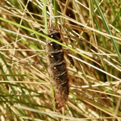 Pterolocera (genus) (Antheliid moth) at Cotter River, ACT - 3 Jan 2022 by KMcCue