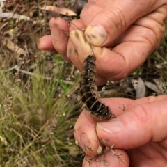 Pterolocera (genus) at Cotter River, ACT - 4 Jan 2022