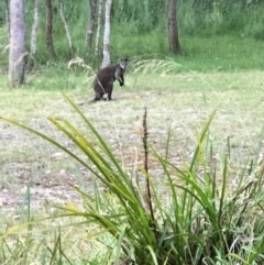 Wallabia bicolor (Swamp Wallaby) at Meringo, NSW - 31 Dec 2021 by George