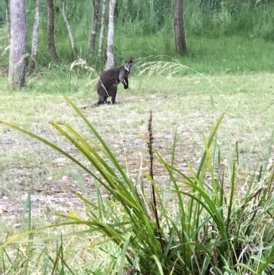 Wallabia bicolor (Swamp Wallaby) at Meringo, NSW - 30 Dec 2021 by George