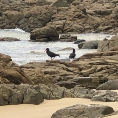 Haematopus fuliginosus (Sooty Oystercatcher) at Eurobodalla National Park - 30 Dec 2021 by George