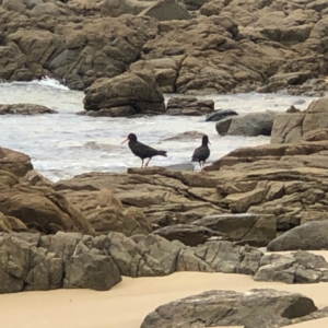 Haematopus fuliginosus at Meringo, NSW - 30 Dec 2021