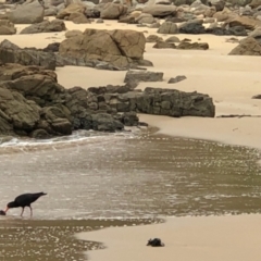 Haematopus fuliginosus at Meringo, NSW - 30 Dec 2021