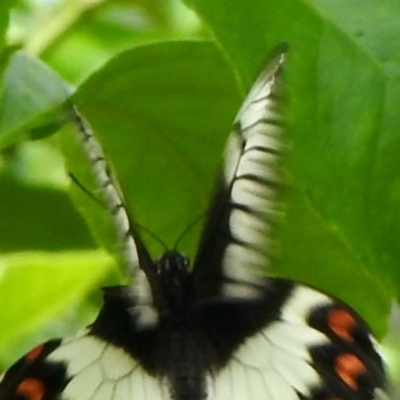 Papilio aegeus (Orchard Swallowtail, Large Citrus Butterfly) at Aranda, ACT - 6 Jan 2022 by KMcCue