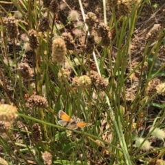 Lucia limbaria (Chequered Copper) at Chifley, ACT - 26 Jan 2022 by George