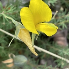 Gompholobium huegelii (pale wedge–pea) at Rendezvous Creek, ACT - 5 Jan 2022 by JaneR