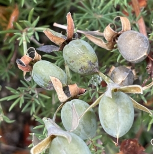 Gompholobium huegelii at Rendezvous Creek, ACT - 5 Jan 2022