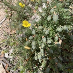 Gompholobium huegelii at Rendezvous Creek, ACT - 5 Jan 2022