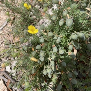 Gompholobium huegelii at Rendezvous Creek, ACT - 5 Jan 2022