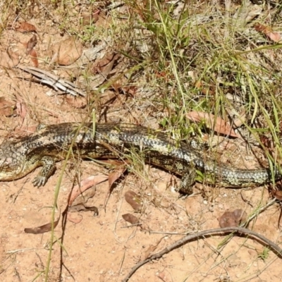 Tiliqua nigrolutea (Blotched Blue-tongue) at Cotter River, ACT - 4 Jan 2022 by KMcCue