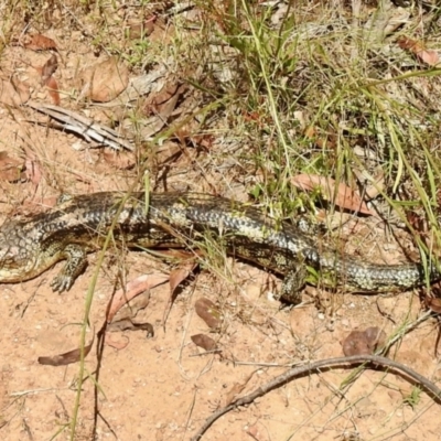 Tiliqua nigrolutea (Blotched Blue-tongue) at Namadgi National Park - 4 Jan 2022 by KMcCue