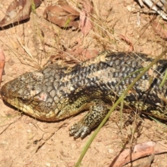 Tiliqua nigrolutea at Cotter River, ACT - 4 Jan 2022