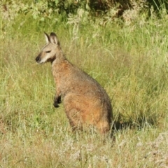 Notamacropus rufogriseus (Red-necked Wallaby) at Cotter River, ACT - 5 Jan 2022 by KMcCue